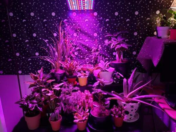 45W Led Plants Grow Light Full Spectrum Indoor Veg Flower Lamp Hydroponic photo review