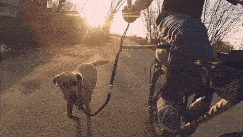Bicycle Walking Dog Leash