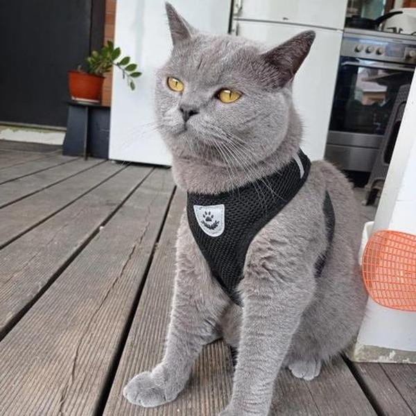 Cat Harness Leash Reflective photo review