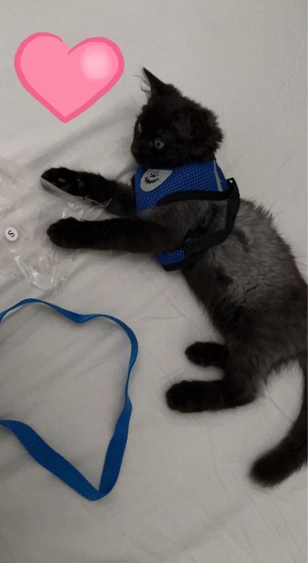 Cat Harness Leash Reflective photo review