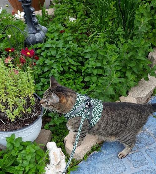 Cat Vest Harness And Leash Set To Outdoor Walking photo review