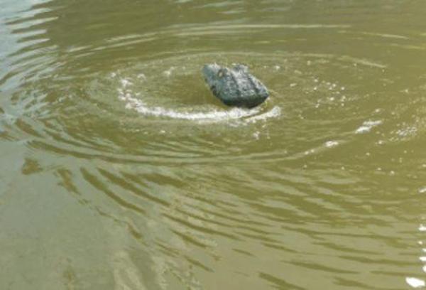 Crocodile Head Remote Control Boat photo review