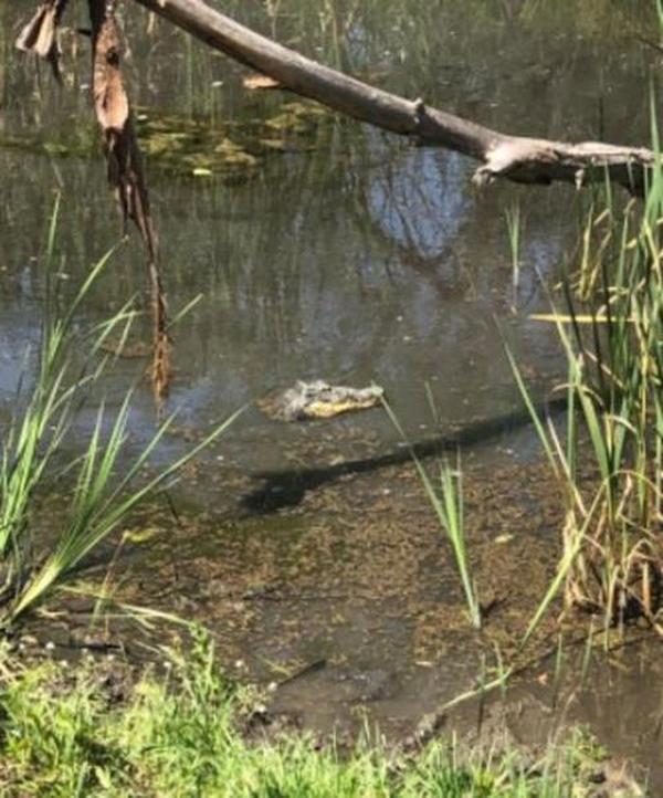 Crocodile Head Remote Control Boat photo review