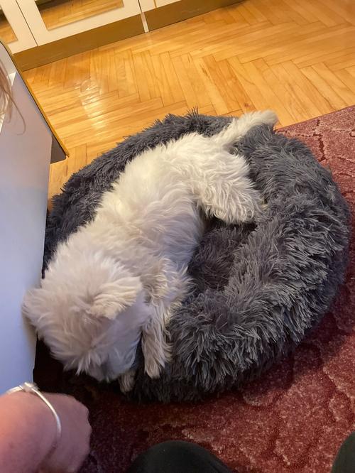 Deep Sleep Gog Calming Bed for Small Dogs Round Plush Pet Nest photo review