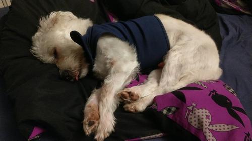 Dog Anti-Anxiety Thundershirt photo review