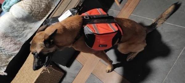 Dog Backpack Harness photo review