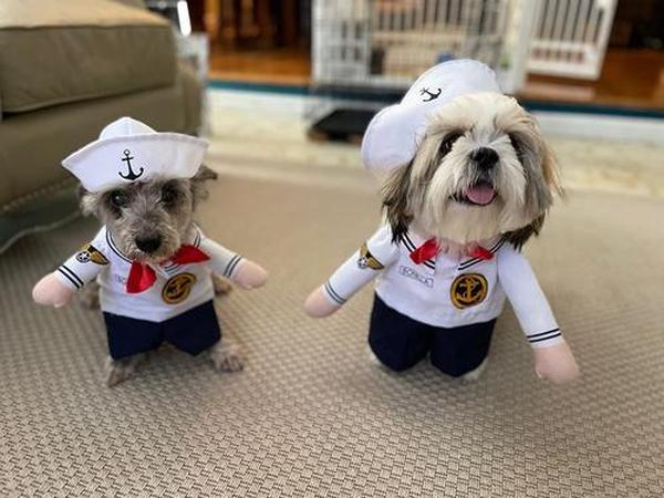 Dog Sailor Costume, Fashion Minimalist Cats And Dogs Pet Clothing photo review