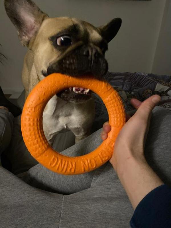 Dog Toys for Training, Puller, Flying Disk, Chewing, Outdoor Play photo review