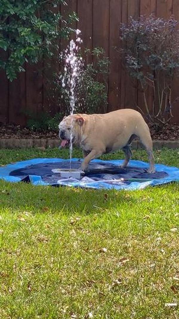 Doggie Water Fountain Sprinkler photo review