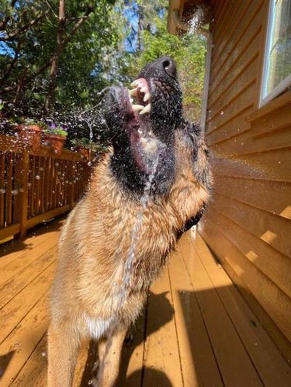 Doggie Water Fountain Sprinkler photo review