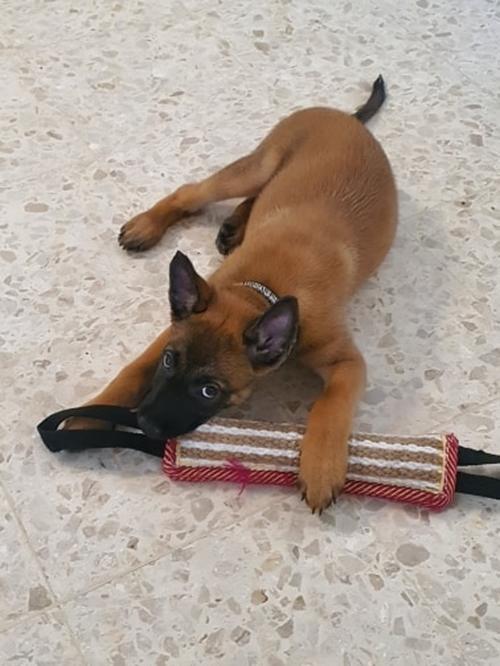 Durable Dog Training Tug Toy with Rope Handles for Large Dogs photo review