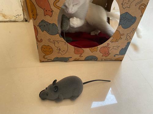 Electronic Rc Rat Mouse Toy For Pet Cat photo review