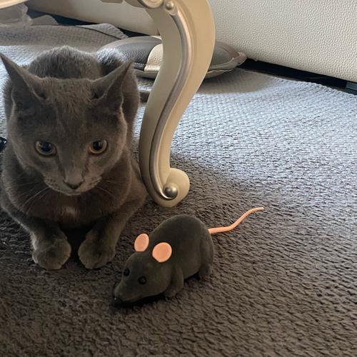 Electronic Rc Rat Mouse Toy For Pet Cat photo review