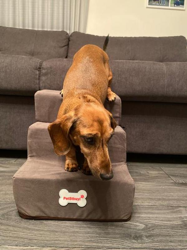 Foldable Pet Stairs photo review