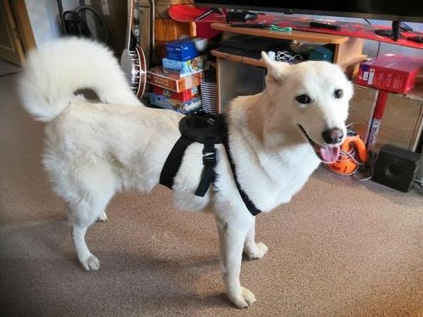 GoPro Hero Dog Strap Belt Harness, Sports Camera Pet Photography And Dog Sling photo review