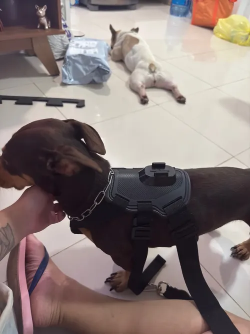 Adjustable Dog Harness Chest Strap for GoPro & Xiaoyi Sports Camera photo review