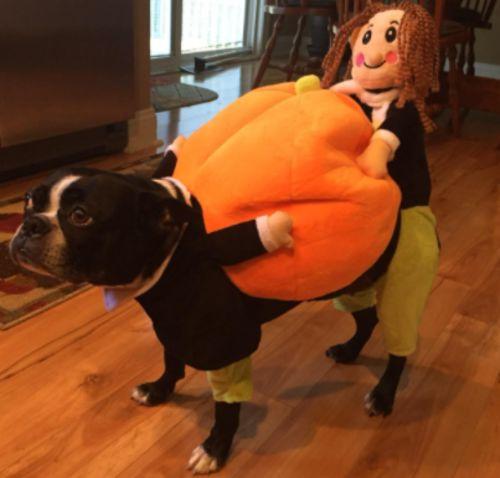 Halloween Pet Pumpkin Costume photo review