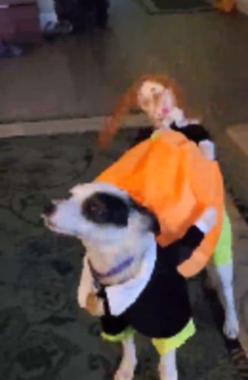 Halloween Pet Pumpkin Costume photo review