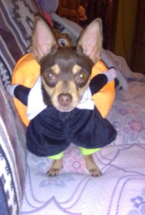 Halloween Pet Pumpkin Costume photo review