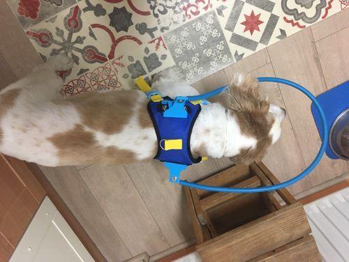 Halo Harness for Blind Dogs with Cataract - Anti-Collision Protection photo review