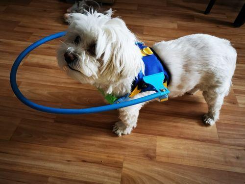 Halo Harness for Blind Dogs with Cataract - Anti-Collision Protection photo review