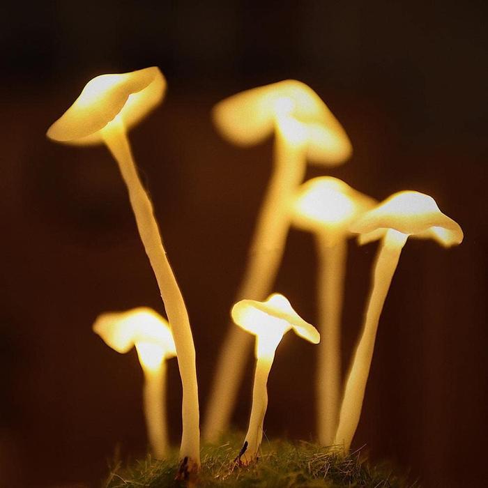 DIY Mushroom LED Night Light Kit with Glass Dome