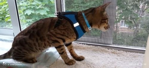 Harness And Leash Cat Adventure photo review