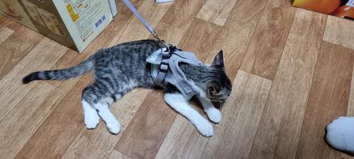 Harness And Leash Cat Adventure photo review