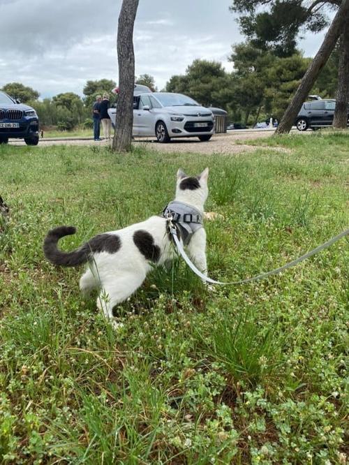 Adjustable Breathable Pet Harness with Leash - Reflective Vest photo review