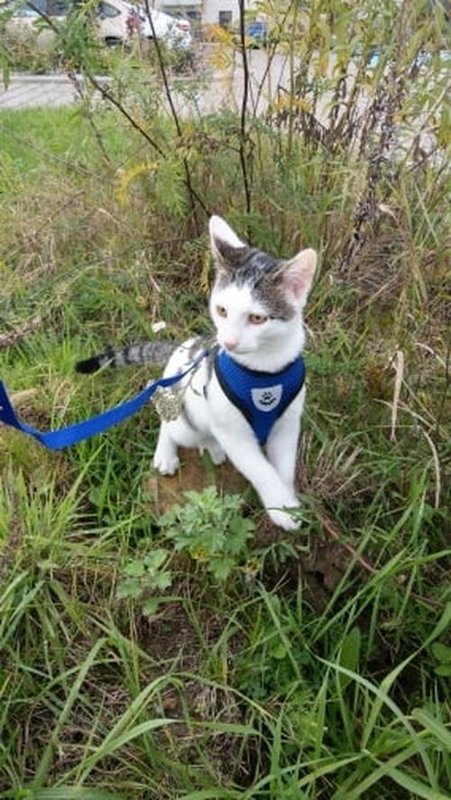 Harness And Leash Cat Adventure photo review