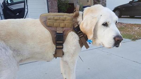 Ihrtrade Tactical Dog Harness For Large Dogs With Handle And Molle & Loop Panels photo review