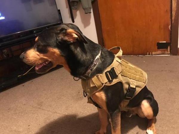 Ihrtrade Tactical Dog Harness For Large Dogs With Handle And Molle & Loop Panels photo review