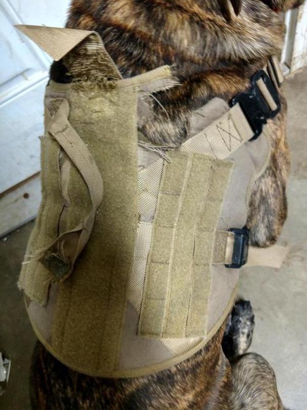 Ihrtrade Tactical Dog Harness For Large Dogs With Handle And Molle & Loop Panels photo review