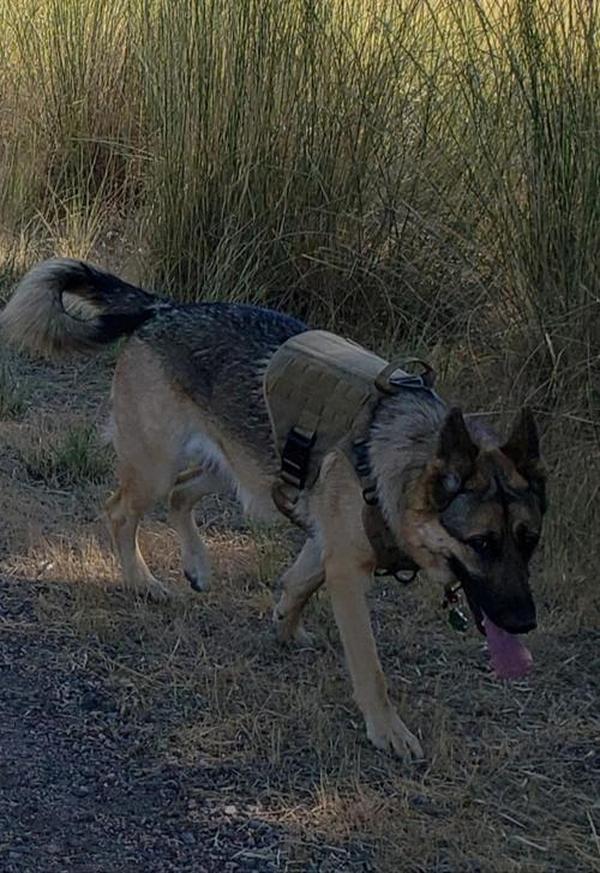 Ihrtrade Tactical Dog Harness For Large Dogs With Handle And Molle & Loop Panels photo review