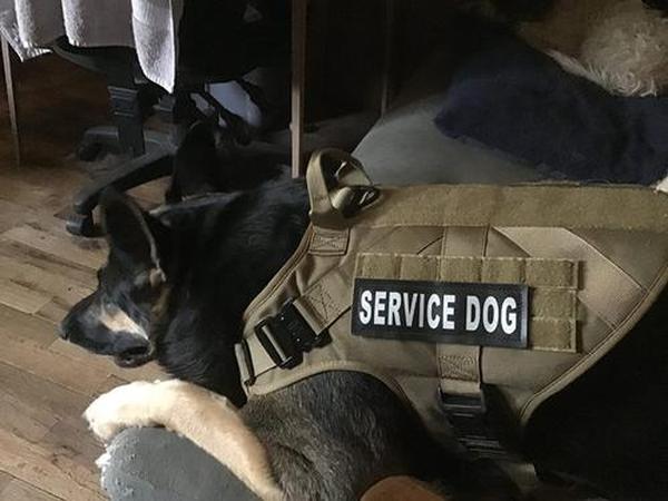 Ihrtrade Tactical Dog Harness For Large Dogs With Handle And Molle & Loop Panels photo review