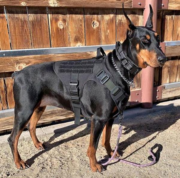 Ihrtrade Tactical Dog Harness For Large Dogs With Handle And Molle & Loop Panels photo review