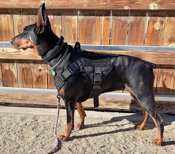 Ihrtrade Tactical Dog Harness For Large Dogs With Handle And Molle & Loop Panels photo review