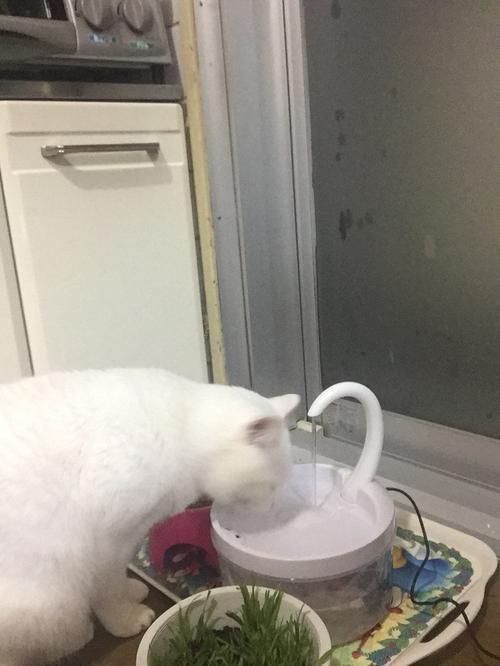 Intelligent Cat Drinking Water Fountain Automatic Circulating Water Dispenser photo review