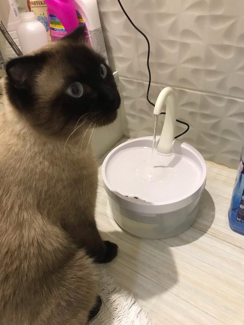 Intelligent Cat Drinking Water Fountain Automatic Circulating Water Dispenser photo review