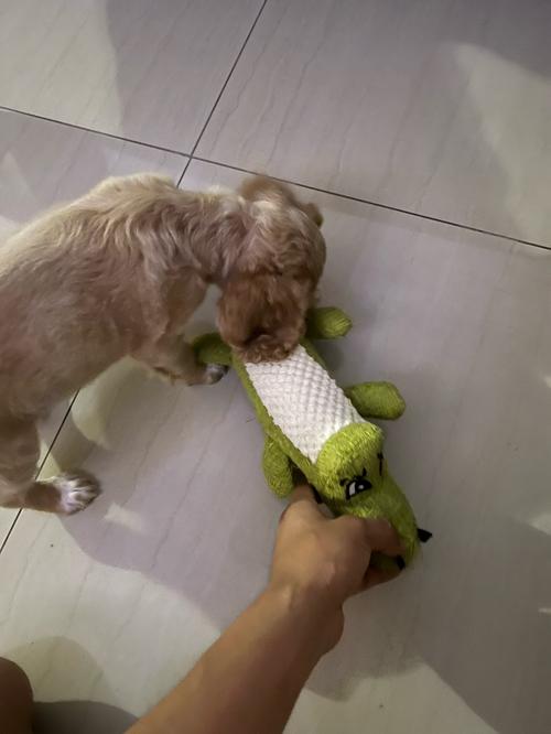 Interactive Alligator Dog Chew Toy - Soft Plush Sound Teeth Grinding Toy for Pets photo review