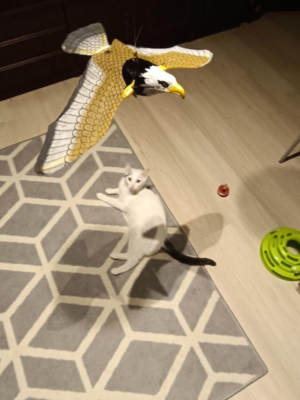 Interactive Bird Cat Toys for Pet photo review