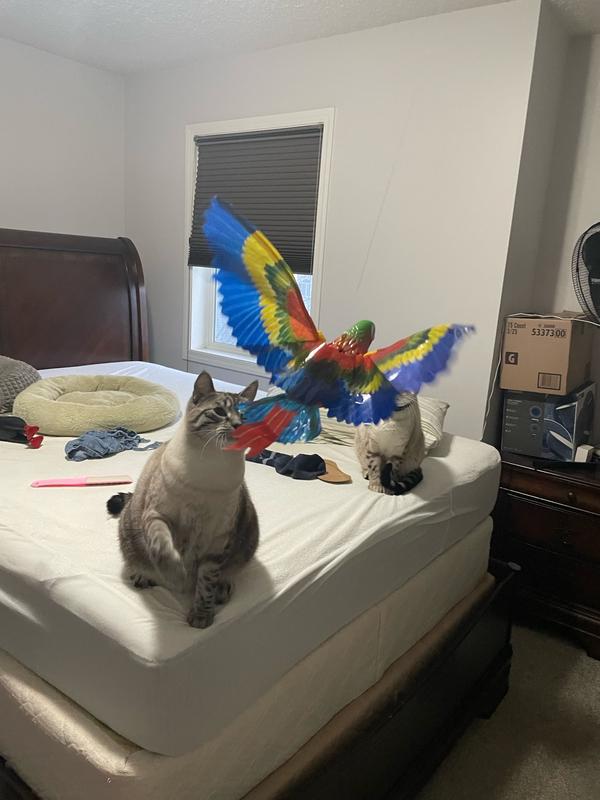 Interactive Bird Cat Toys for Pet photo review