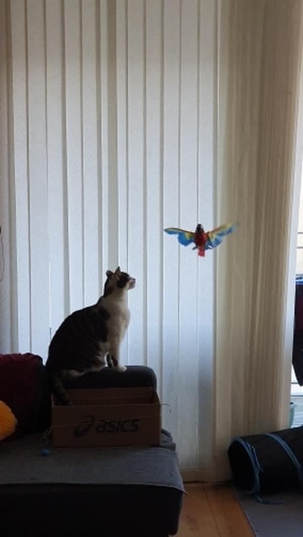 Interactive Bird Cat Toys for Pet photo review