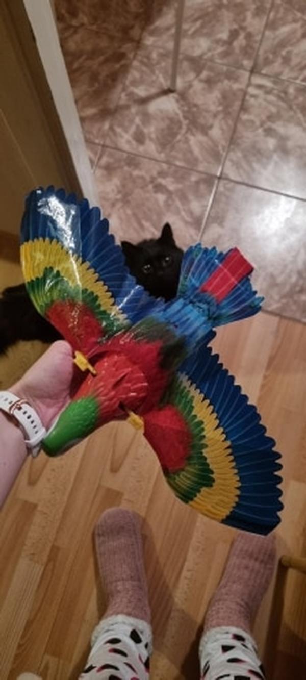 Interactive Bird Cat Toys for Pet photo review