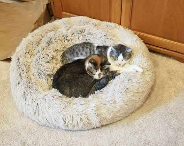 Marshmallow Cat Bed Calming Soft Round Bed photo review