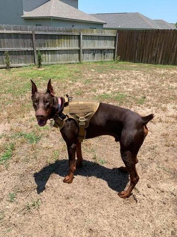 Military Tactical Dog Harness, Tactical Dog Clothes Outdoor Dog Vest photo review