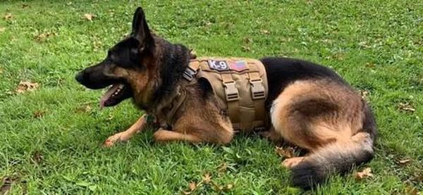 Military Tactical Dog Harness, Tactical Dog Clothes Outdoor Dog Vest photo review