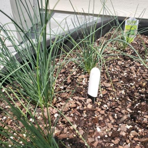 Moisture Meter For Plants - Smart Soil Moisture Sensor photo review