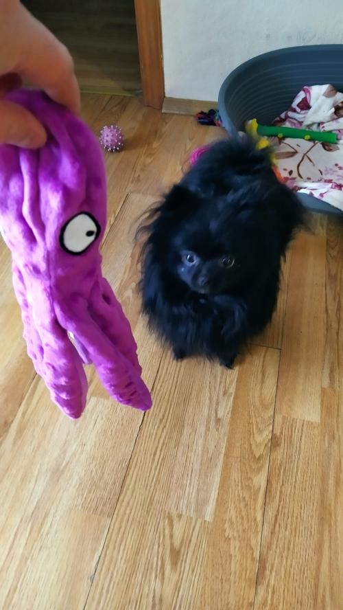 Octopus Plush Dog Toys for Teething - Soft, Durable, Interactive Chew Toys photo review