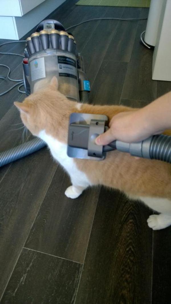 Perfect Pet Grooming Vaccum photo review